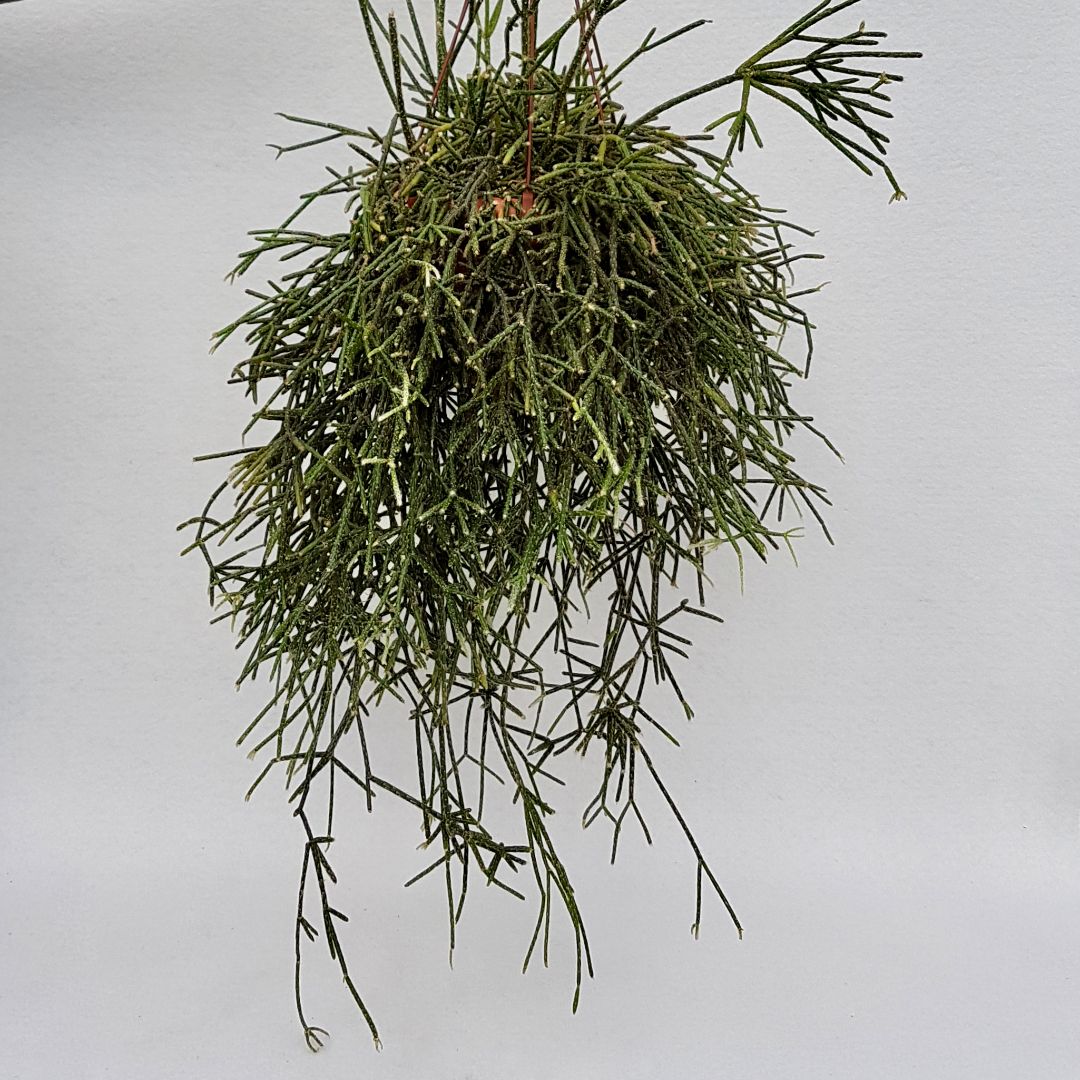 Rhipsalis pilocarpa vaso 20 XL