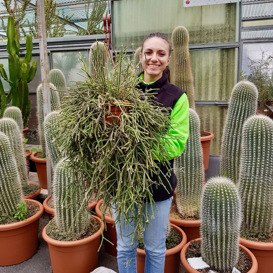 Rhipsalis pilocarpa vaso 20 XL