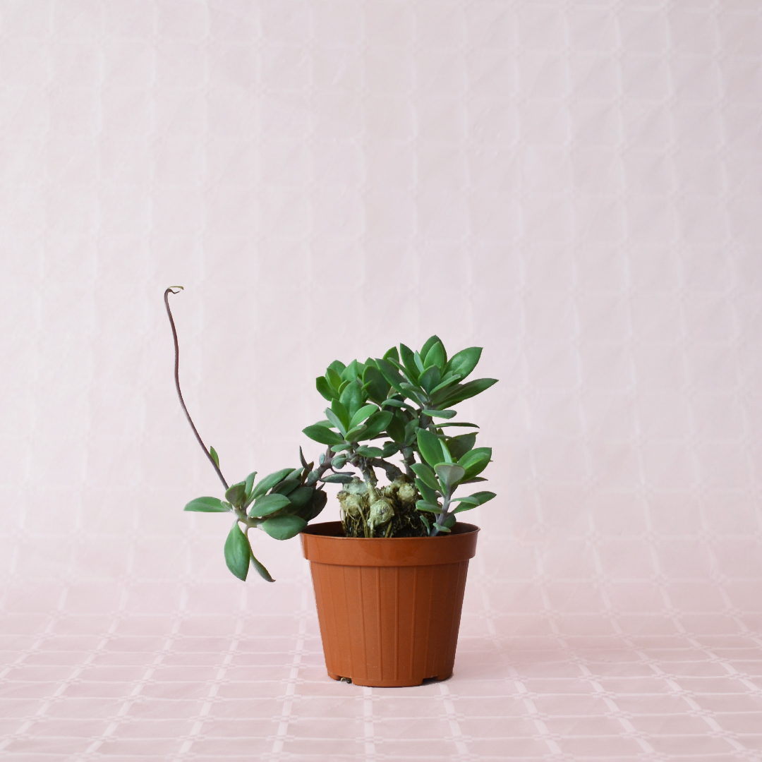 Senecio fulgens vaso 12