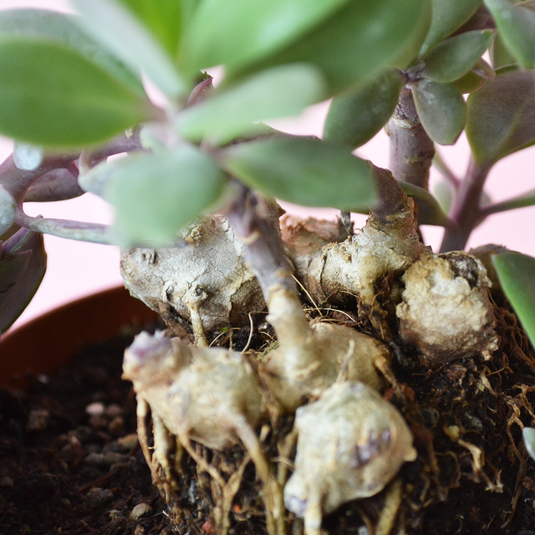 Senecio fulgens vaso 12
