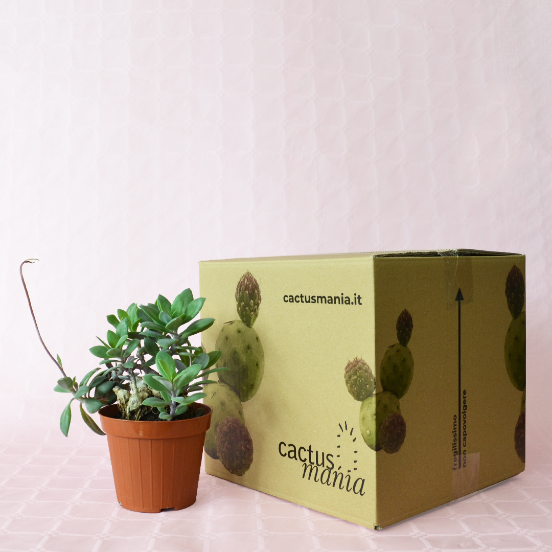 Senecio fulgens vaso 12