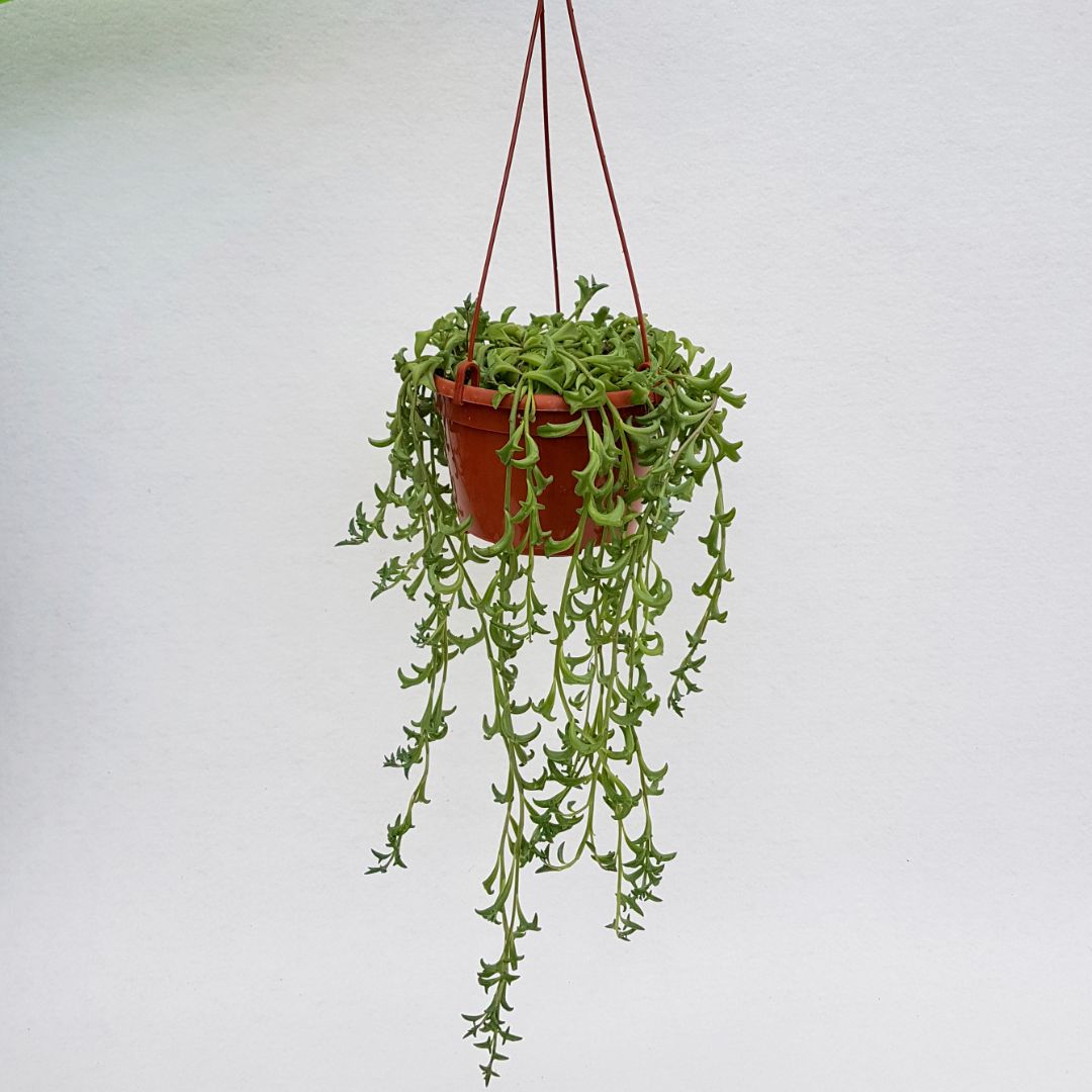Senecio peregrinus dolphins vaso 14