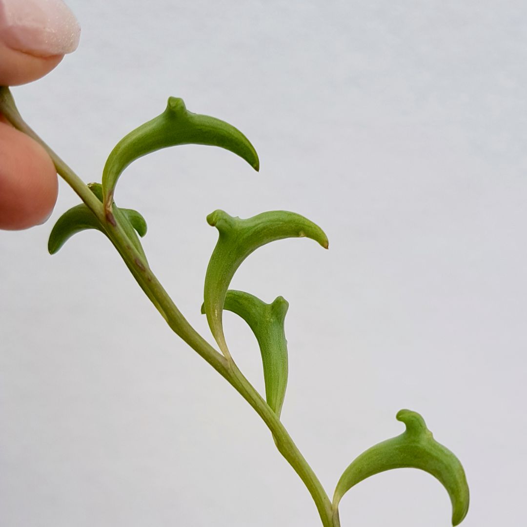 Senecio peregrinus dolphins vaso 14