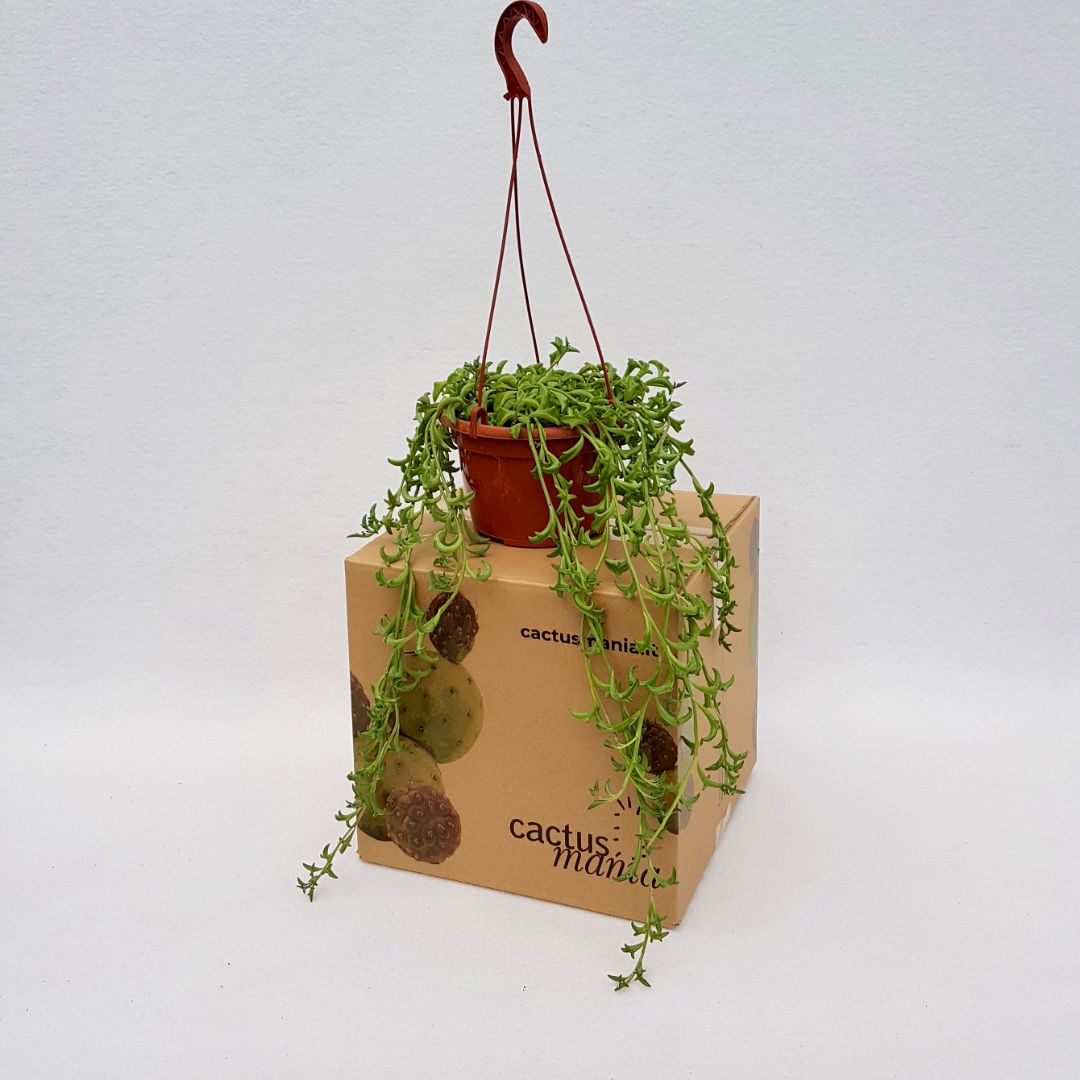 Senecio peregrinus dolphins vaso 14