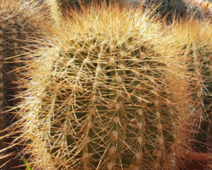 Soherensia formosa