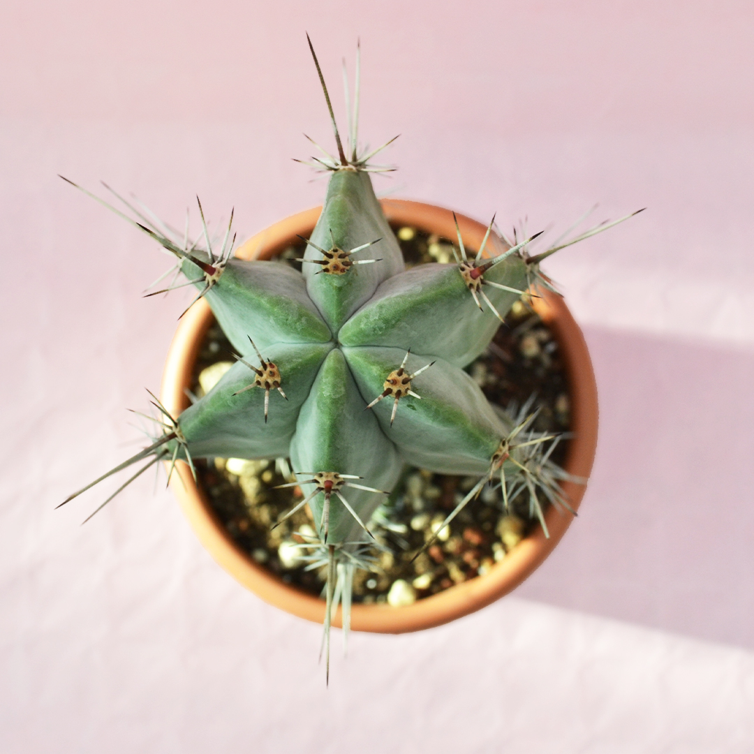 Stenocereus stellatus vaso 21
