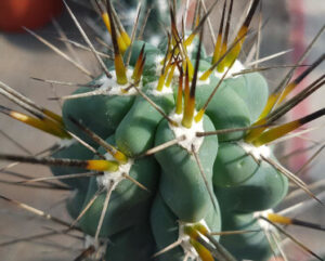 Stetsonia coryne