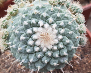 Strombocactus disciformis