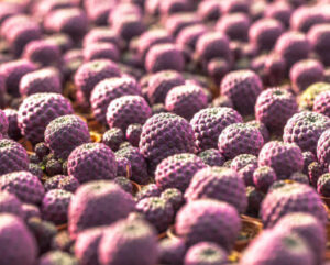 Sulcorebutia rauschii