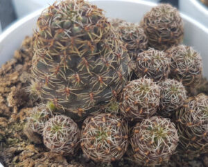 Sulcorebutia taratensis
