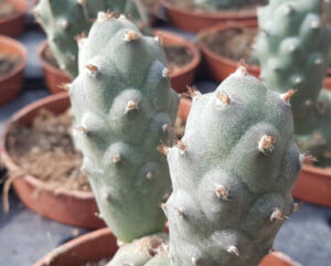Tephrocactus articulatus inermis