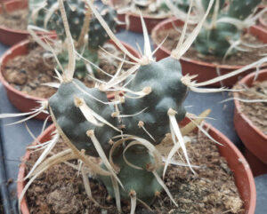 Tephrocactus articulatus papyracanthus