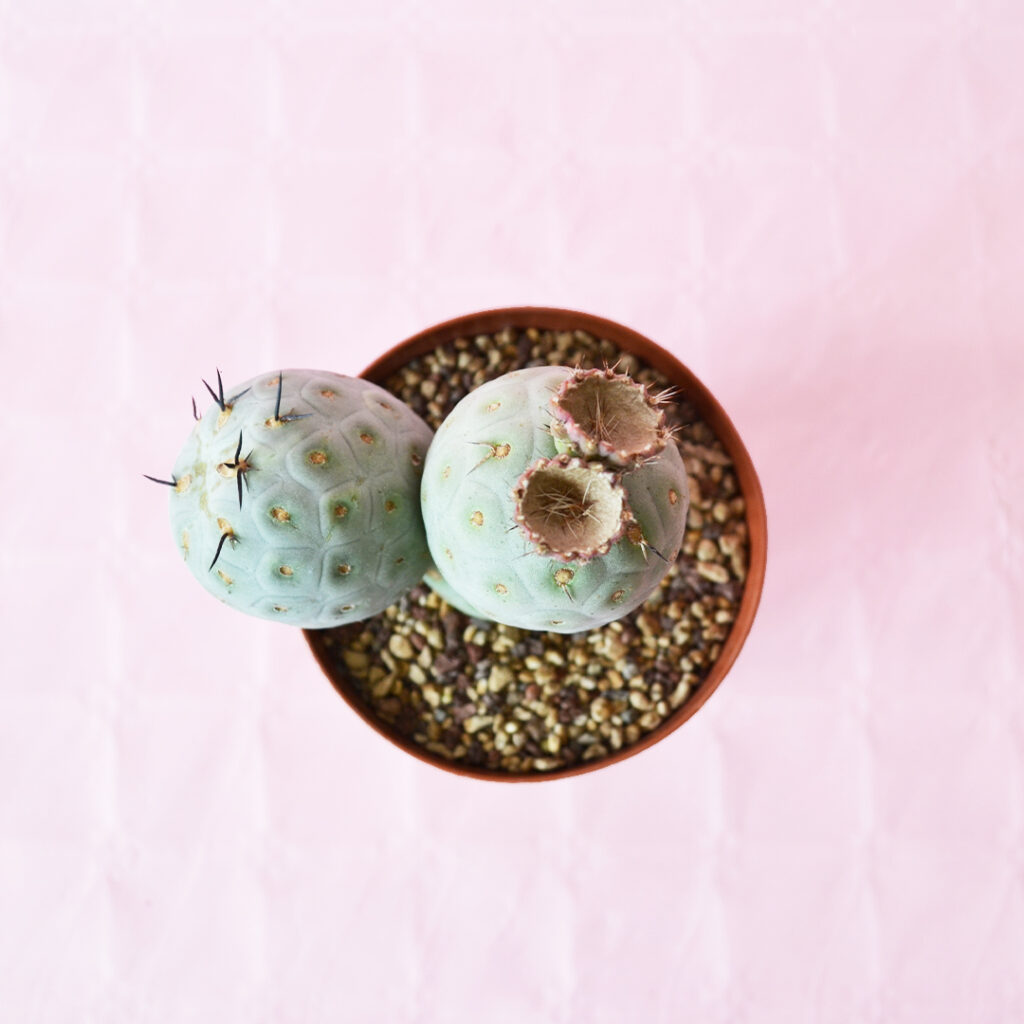 Tephrocactus