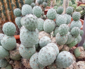 Tephrocactus geometricus