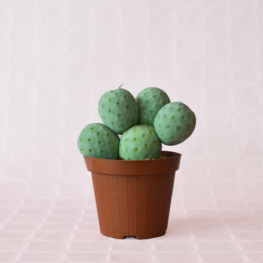 tephrocactus geometricus 5 palle vaso 12