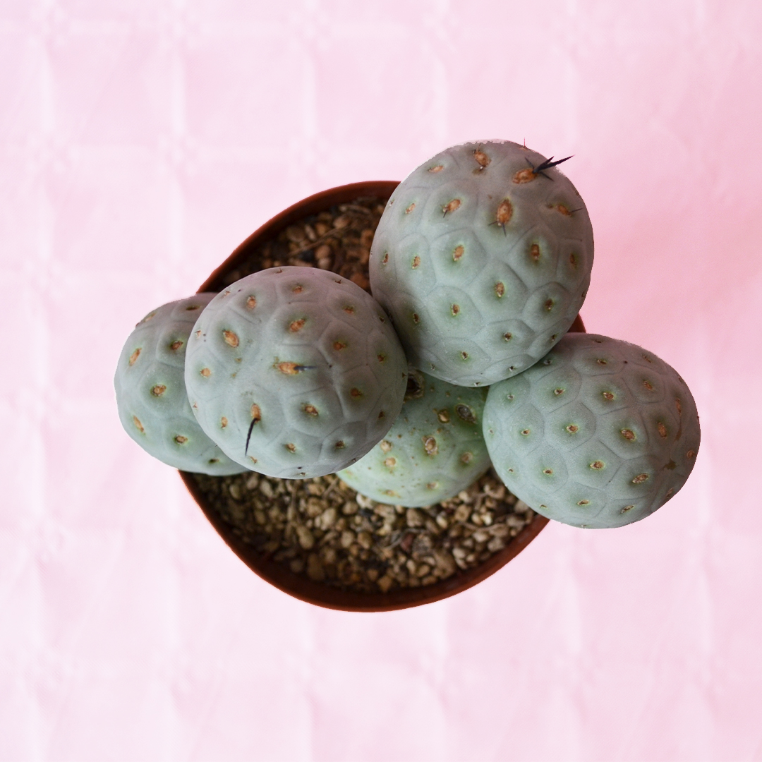 Tephrocactus geometricus ''5 palle'' vaso Ø 12 - immagine 2