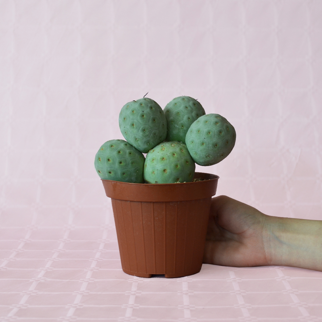 Tephrocactus geometricus 5 palle vaso 12