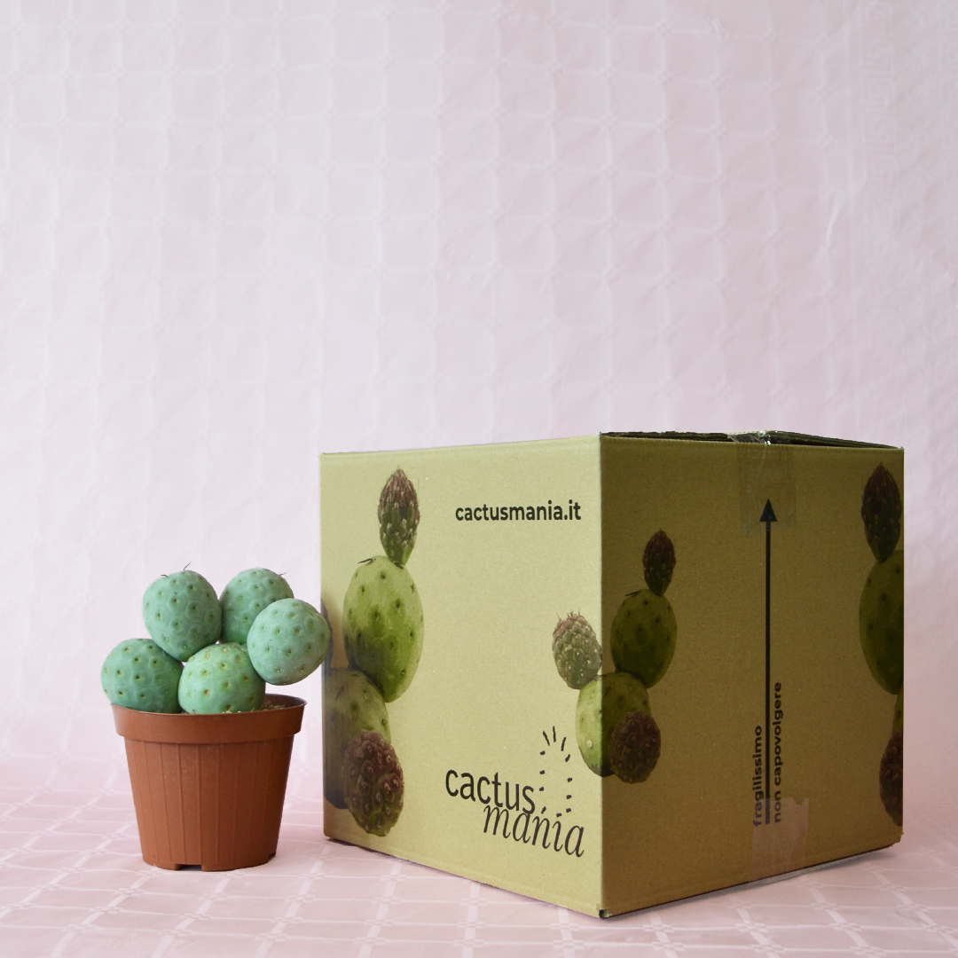 Tephrocactus geometricus 5 palle vaso 12