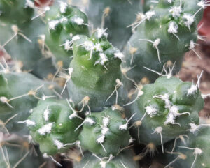 Tephrocactus pulcherrimus red flower