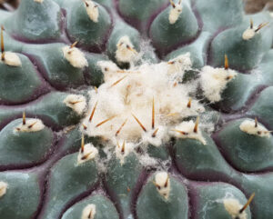 Thelocactus phymatothelos