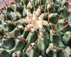 Thelocactus rinconensis