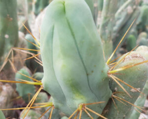 Trichocereus bridgesii monstruosa