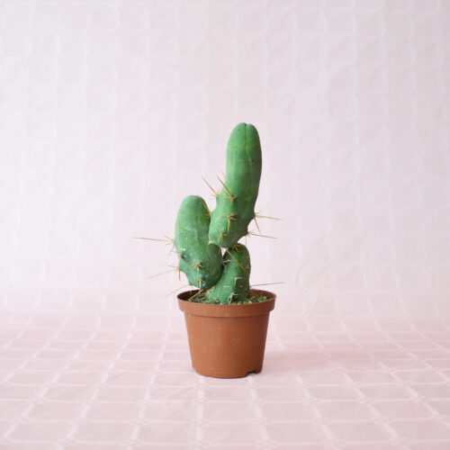 Trichocereus bridgesii mostruoso vaso 10,5