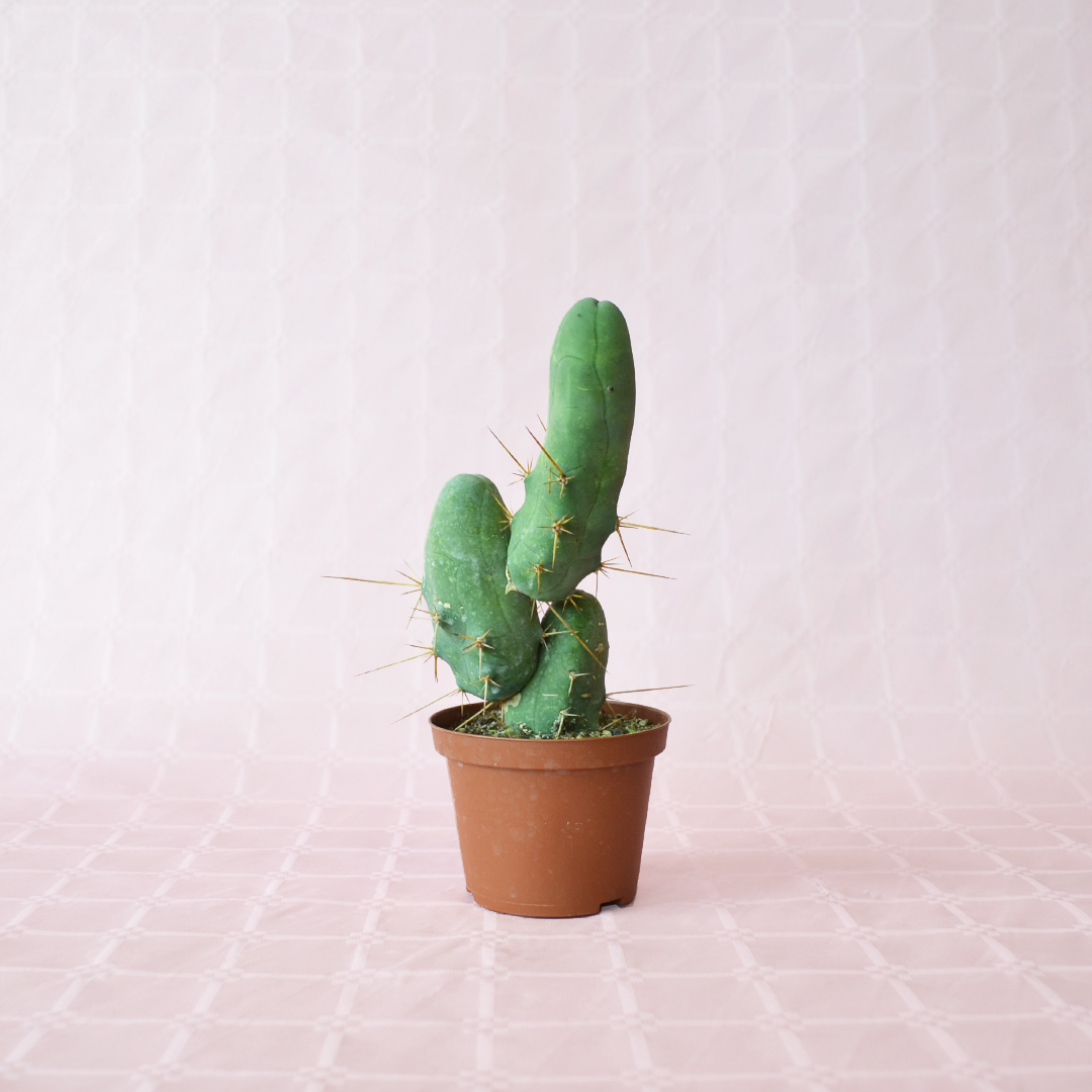 Trichocereus bridgesii mostruoso vaso 10,5
