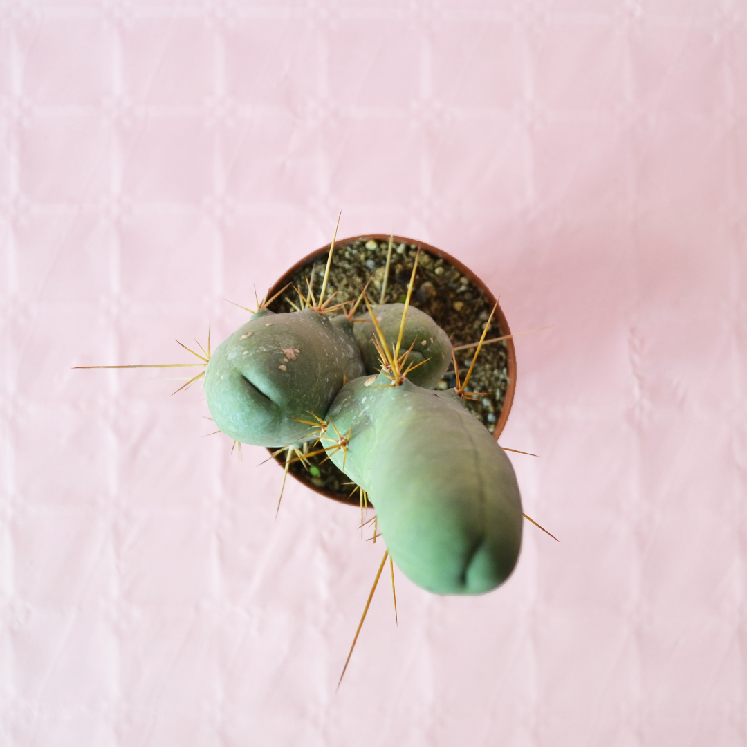 Trichocereus bridgesii mostruoso vaso 10,5