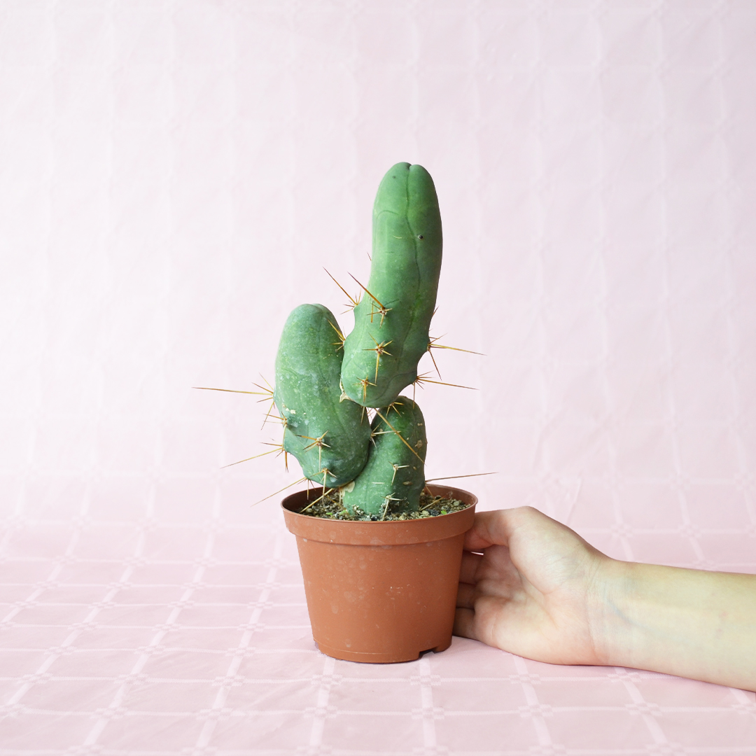 Trichocereus bridgesii mostruoso vaso 10,5