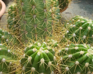 Trichocereus candicans