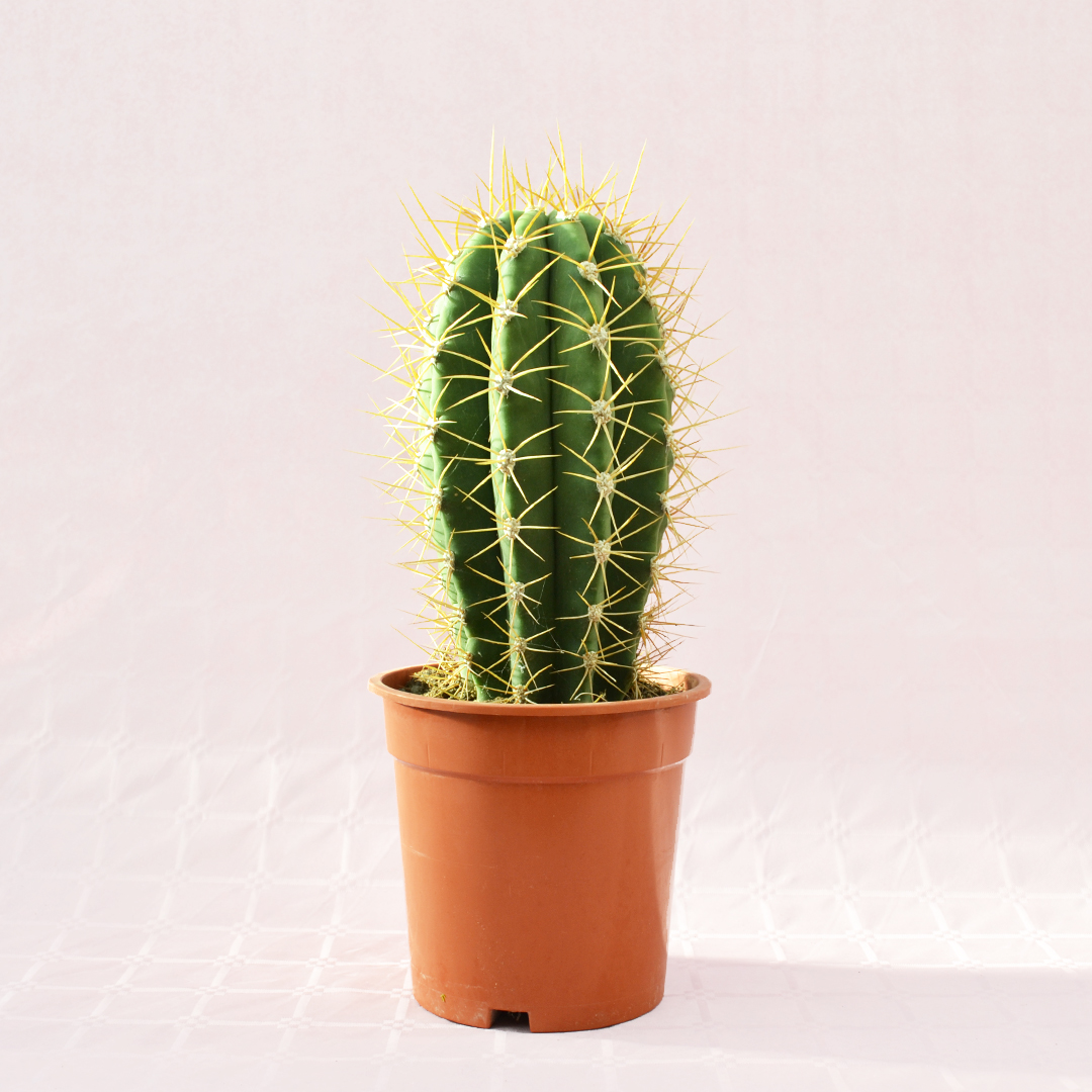 Trichocereus pasacana vaso 17