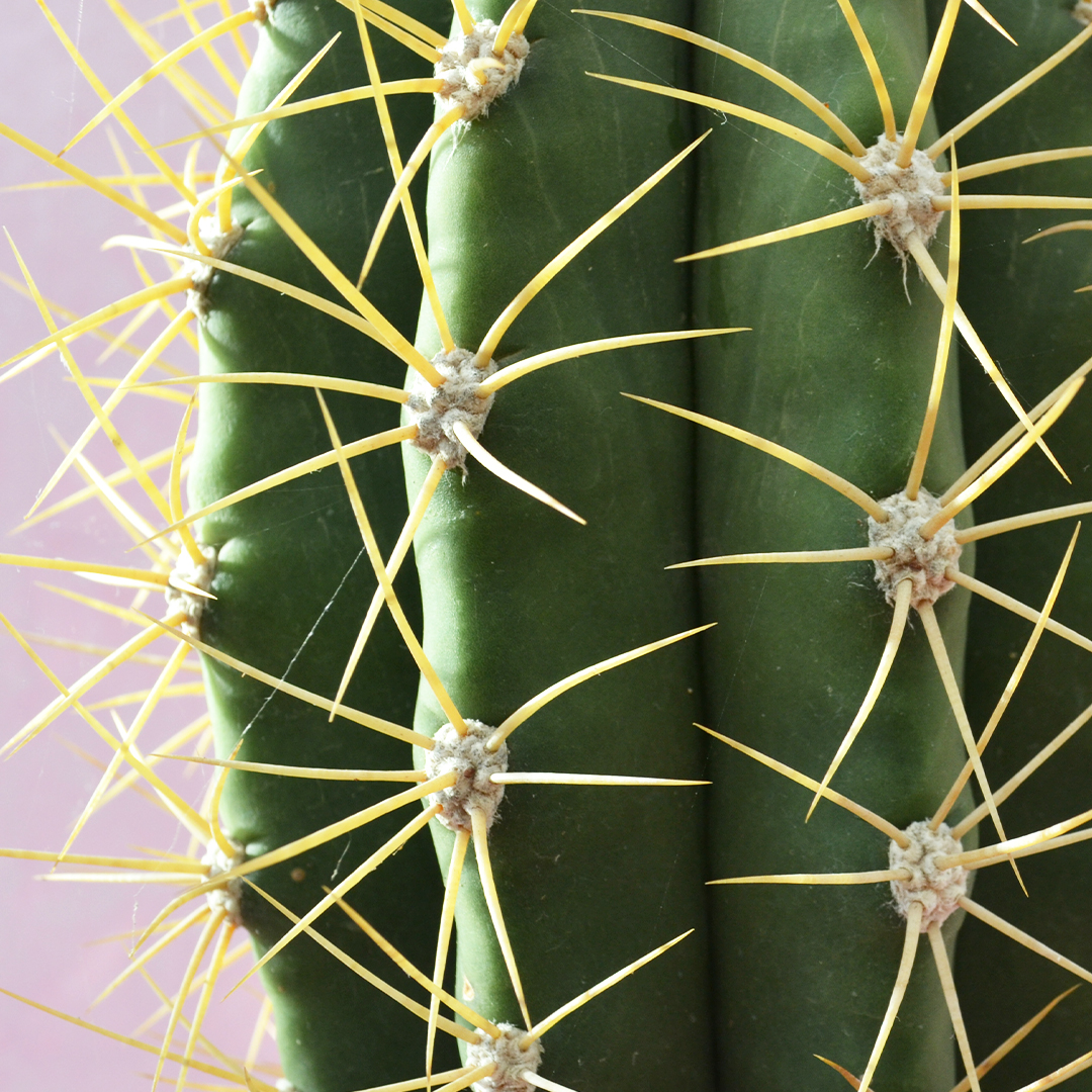 Trichocereus pasacana vaso 17