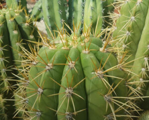 Trichocereus terscheckii