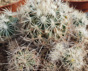 Turbinicarpus horripilus