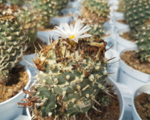 Turbinicarpus juauernigi