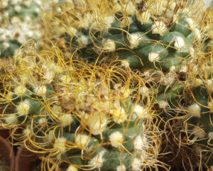 Turbinicarpus pseudomacrochele