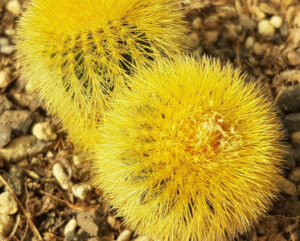 Uebelmannia eriocactoides