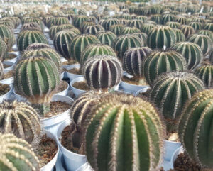 Uebelmannia pectinifera