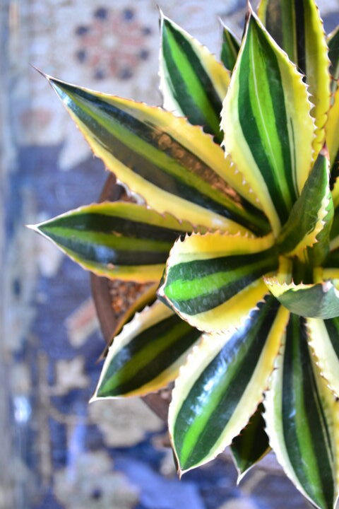 Agave lophantha variegata