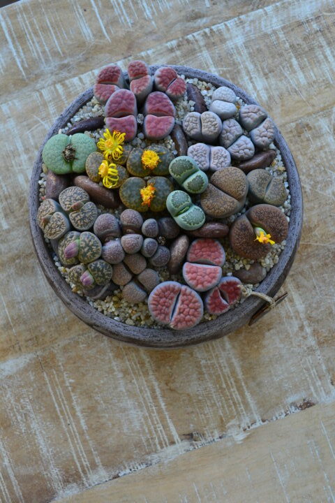 Lithops spp