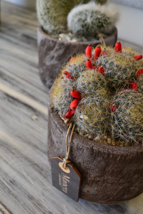 Mammillaria prolifera
