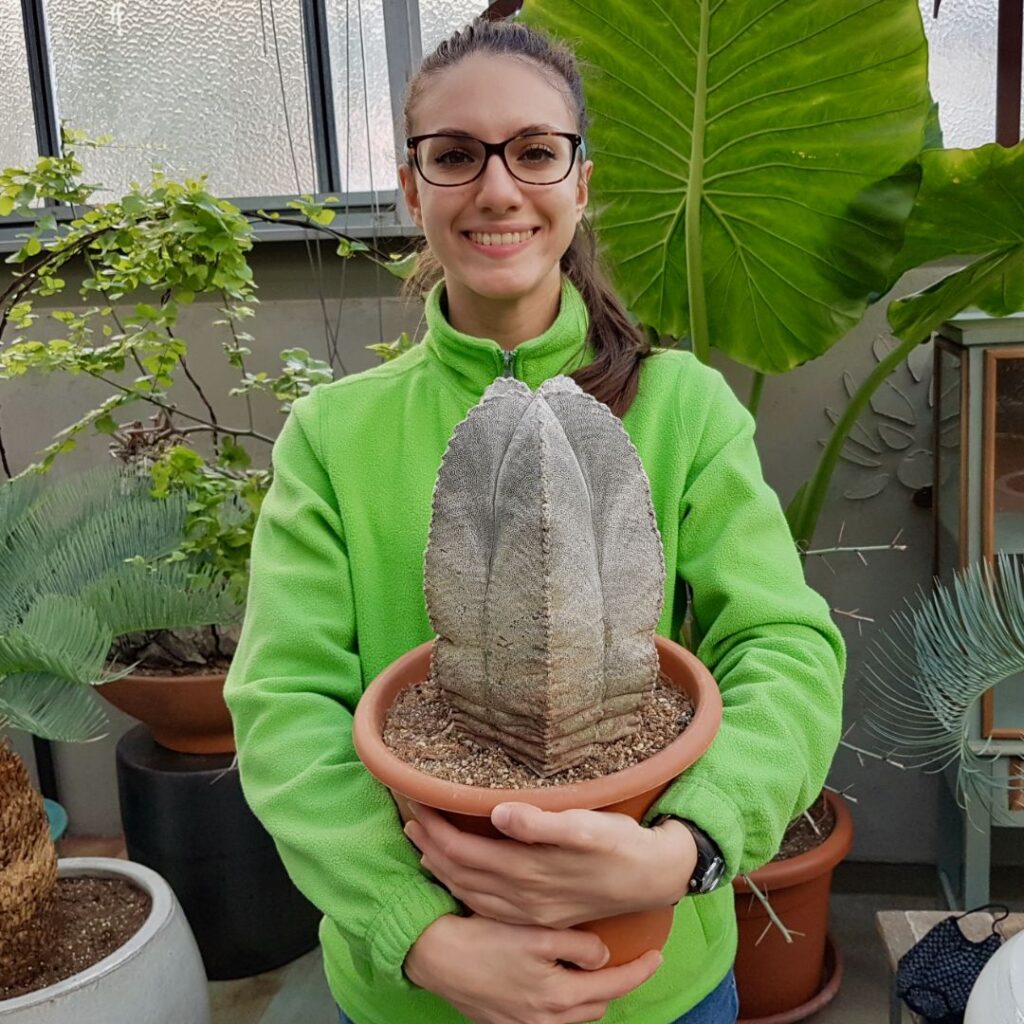 Astrophytum coahuilense Astrophytum coahuilense