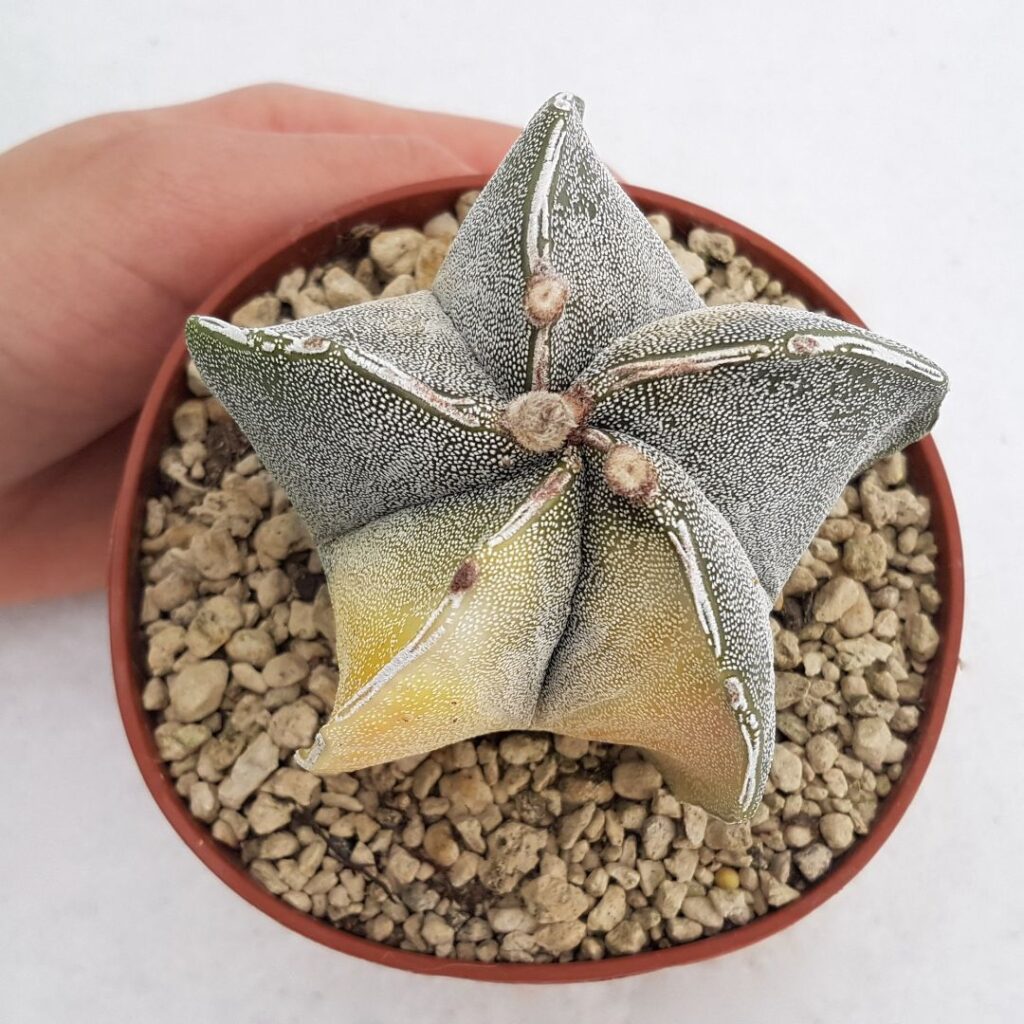 Astrophytum haku jo variegato vaso 10,5 26B Astrophytum haku jo variegato vaso 10,5 26B