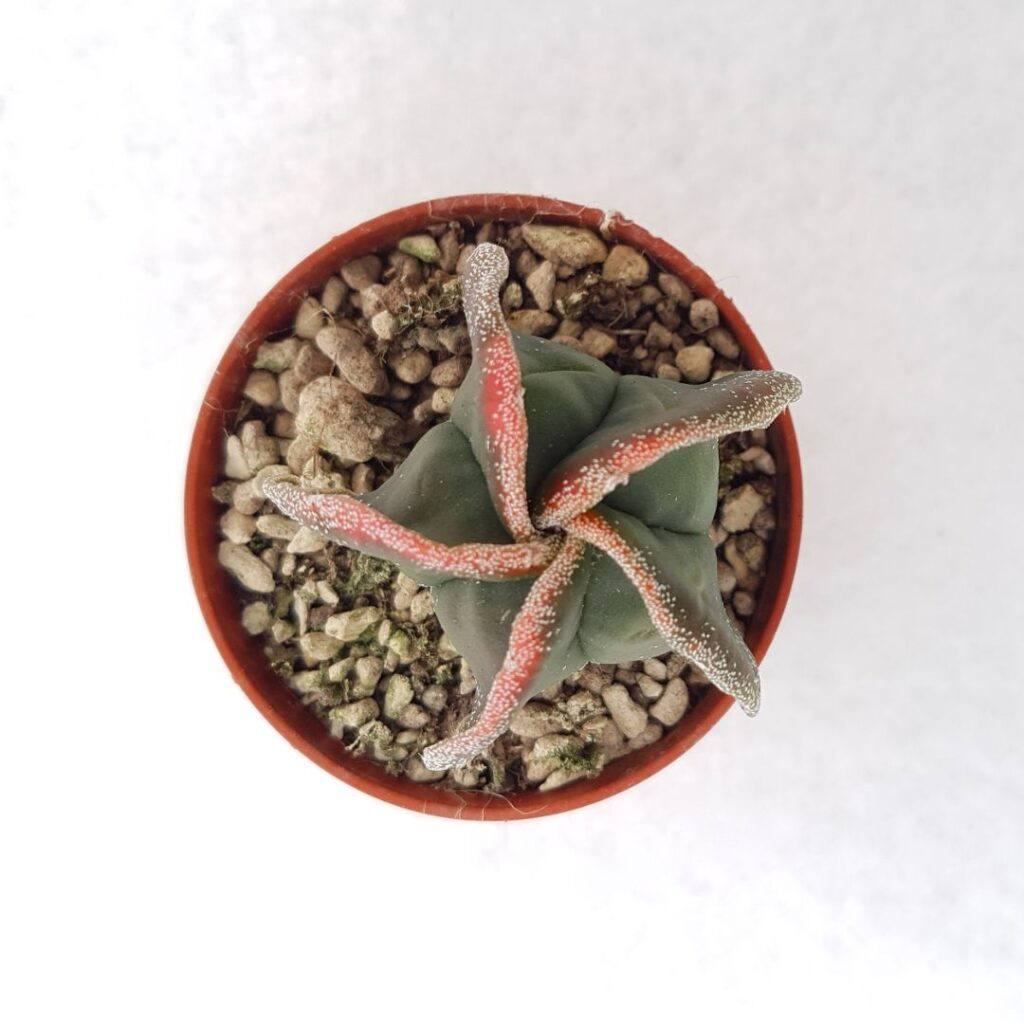 Astrophytum myriostigma v koh-yo vaso 5,5 Astrophytum myriostigma v koh-yo vaso 5,5