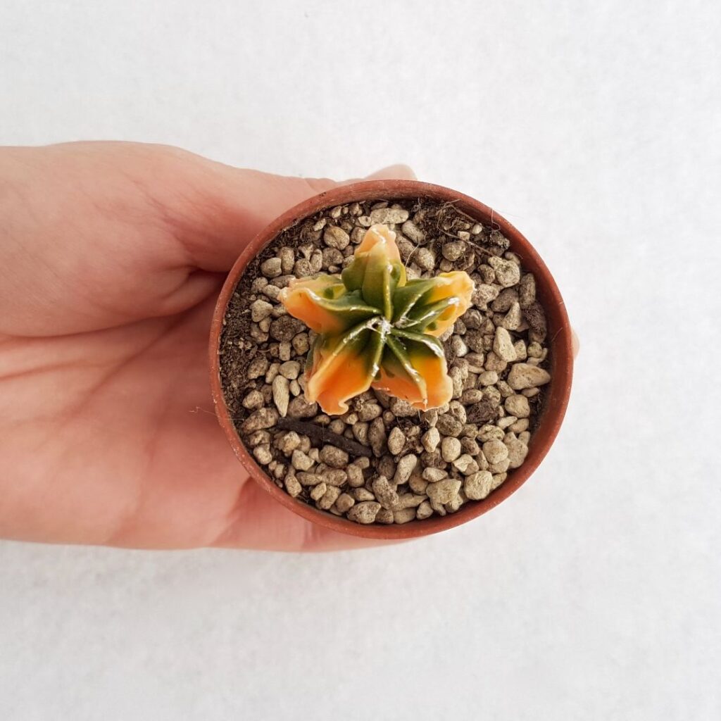 Astrophytum myriostigma v. koh-yo vaso 5.5 Astrophytum myriostigma v. koh-yo vaso 5.5