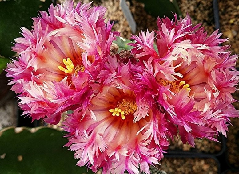 Astrophytum asterias cultivar Feather Flower Astrophytum asterias cultivar Feather Flower