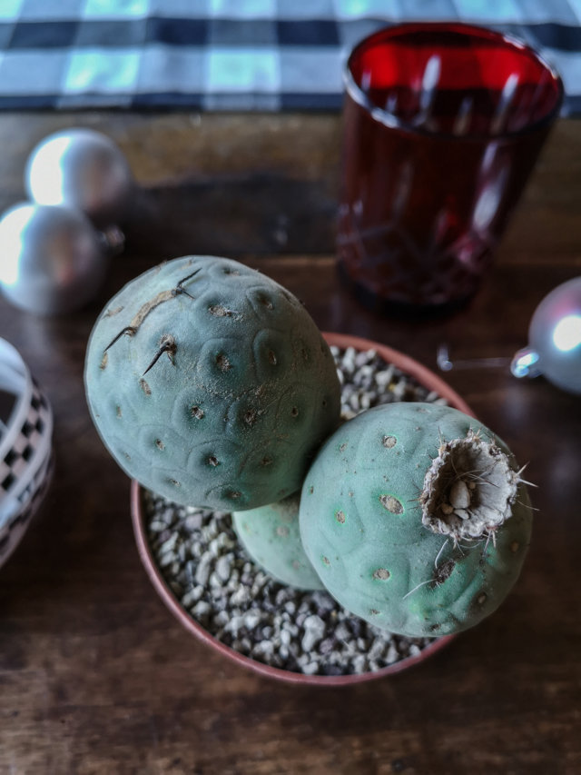 Tephrocactus geometricus Tephrocactus geometricus