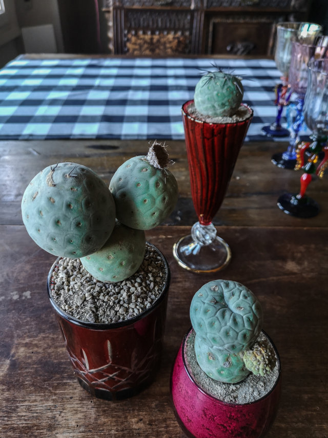 Tephrocactus geometricus Tephrocactus geometricus