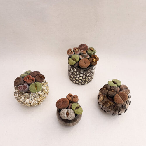 Lithops Bijoux Collection